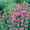 Pink Flowering Bee Balm Perennial Plant Plants, Bulbs & Seeds at Lowes.com