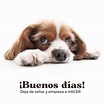 Buenos días perritos | Fotos de perros para Whatsapp | GRATIS