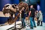 The Best Dinosaur Museums in the World | Reader's Digest
