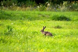 Hare Field Images - Free Download on Freepik