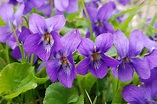 How to Grow Violets - BBC Gardeners World Magazine
