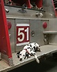 Why Are Dalmatians Considered Firehouse Dogs