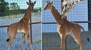 Spotless arrival: Rare giraffe without coat pattern is born at ...
