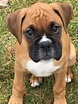 A good looking Boxer pup! | Boxer dogs, Boxer dogs brindle, Boxer puppies
