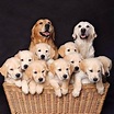 8 Mom & Babies Golden Retriever Photos That Will Make Your Day