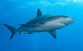 File:Caribbean reef shark.jpg - Wikipedia