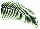 palm Vector Images | VectorGrove - Royalty Free Vector Images