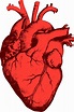 Actual Human Heart Drawing