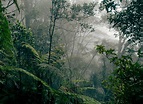 File:Borneo rainforest.jpg - Wikimedia Commons