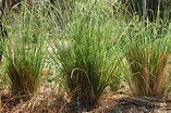 El Vetiver (Chrysopogon zizanioides (L) Roberty)