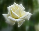 Descubre el significado e historia de las rosas blancas