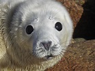 Every feed counts - Cornwall Seal Group Research Trust