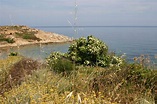 File:Maquis and garrigue in Corsica6.jpg - Wikimedia Commons