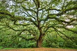 Lichgate Oak Tree at Lichgate on High Road, a Southern Live Oak ...