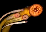 Sexual selection influences the evolution of lamprey pheromones ...