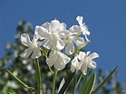Hardy White Oleander (Nerium oleander 'Hardy White') in San Antonio ...