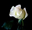 Cuál es el significado de las rosas blancas | Jardineria On
