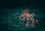 10 Best Africa Wildlife Documentaries | WTM Global Hub