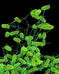 Salmonella Enteritidis #4 Photograph by Dennis Kunkel Microscopy ...