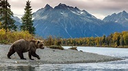 Wildlife & Bird Photography of Alaska - Jeff Schultz Photography