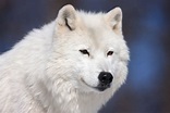Arctic Wolf Closeup Fine Art Wildlife Photo Print | Photos by Joseph C ...
