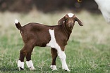 The Best Goat Breeds to Raise for Meat