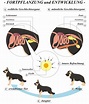 Anatomie des Hundes | hund.info