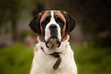 Cachorro gigante: conheça as maiores raças de cães | Petlove
