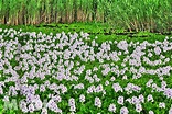 粉紫花海壯觀盛開 四大布袋蓮必賞景點 - 景點+