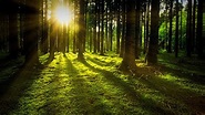 La Tierra tiene ahora más bosques que hace 35 años