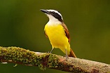 Conheça os pássaros brasileiros e veja as curiosidades! | Guia Animal