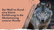 Der Wolf im Hund - eine kleine Einführung in die Abstammung unserer Hu ...