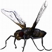 Bugs PNG Images Transparent Free Download | PNGMart
