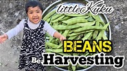 Beans 🫘 Harvest | Gardening | Ireland | @littlekuku - YouTube