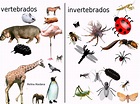 Animais Vertebrados e Invertebrados - Exemplos e Características
