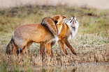 Foxes Mating | Fox Mating Habits and Behavior - All Things Foxes