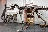 Deutschlands beste Dino-Ausstellungen: Senckenberg - DER SPIEGEL