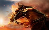 Movie War Horse HD Wallpaper
