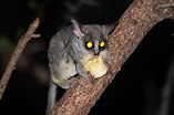 Occhi per vedere di notte: le specie notturne e la loro curiosa capacità!