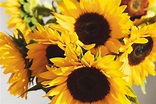 Girasoles: Cuidados y origen de la flor más veraniega | Blog Colvin