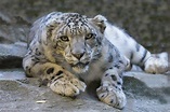 Leopardo de las Nieves: características, comportamiento y hábitat