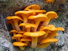 Grupo Legio: Cogumelos silvestres comestíveis: Cantarelo