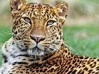 In Pics: World Wildlife Fund names these 19 animals as critically ...
