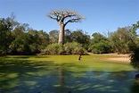 Selva de Madagascar