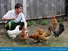 Man feeds hens stock image. Image of chicken, human, animal - 14499913