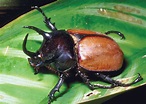 Rhinoceros beetle | Horned Insects, Lifespan & Habitat | Britannica