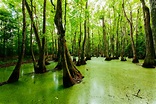 Los pantanos más increíbles del mundo - BLAZE