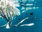 Science and Partnerships Key to Tackling Marine Plastic Pollution ...