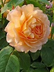 Grace - 76 Gorgeous Roses You'll Wish You Could Grow ... …