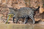 Aumenta la caza furtiva de jaguares en Sudamérica y Centroamérica
